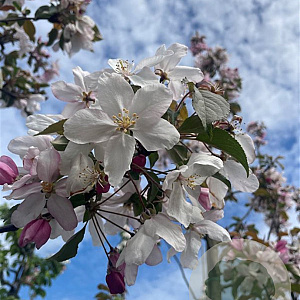 Malus 'Red Obelisk' 12-14 HO container