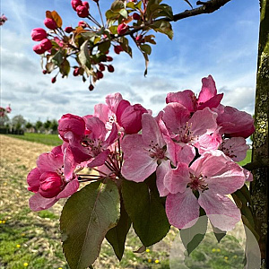Malus 'Royalty' 150-175 cm draadkluit meerstammig 80-100 breed