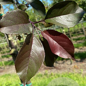 Malus 'Royalty' 10-12 HO draadkluit