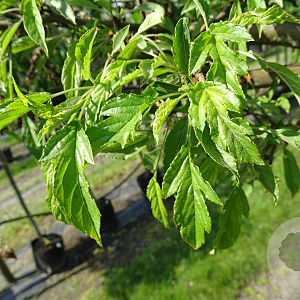 Malus toringo 'Brouwers Beauty' 10-12 HO container 
