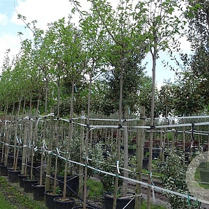 Morus alba 'Fruitless' 12-14 HO container