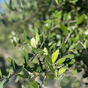 Olea europaea 20-25 HO container leiboom