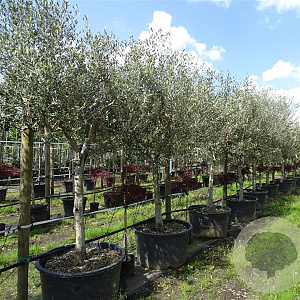 Olea europaea 20-25 HO container leiboom