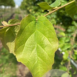 Parrotia persica 10-12 HO container 
