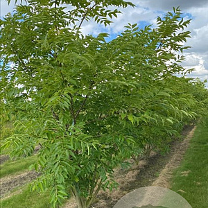 Phellodendron amurense 175-200 cm draadkluit meerstammig