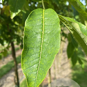 Phellodendron amurense 250-300 cm container meerstammig opgekroond