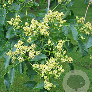 Phellodendron amurense 10-12 HO container 