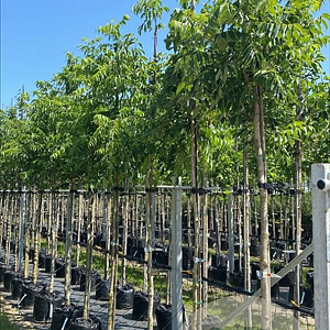 Phellodendron amurense 12-14 HO container