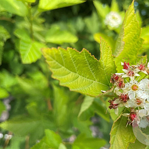 Physocarpus opulif. 'Luteus' 8-10 cm container