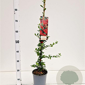 Pyracantha cocc. 'Red Column' 70-80 cm 2,5L