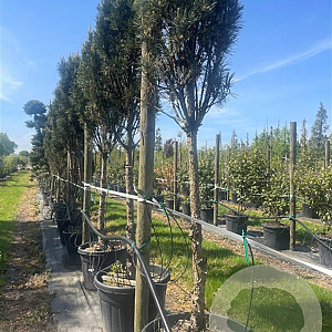 Pinus strobus 'Fastigiata' 18-20 HO container 125 cm stam LEIVORM
