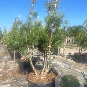Pinus wallichiana 175-200 cm container meerstammig