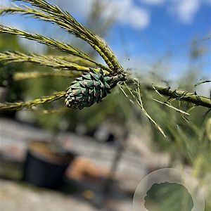 Pinus wallichiana 250-300 cm container meerstammig opgekroond