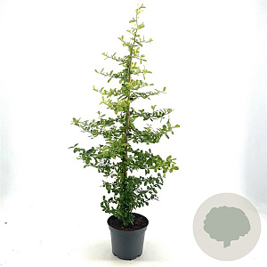Pyracantha 'Golden Paradise' 40-50 cm 3,0L