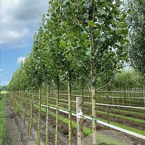 Populus nigra 'Italica' 10-12 HO container 