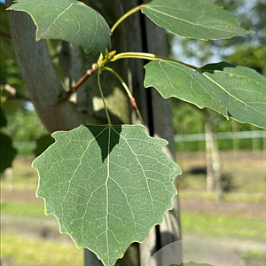 Populus tremula 'Erecta' 10-12 HO draadkluit