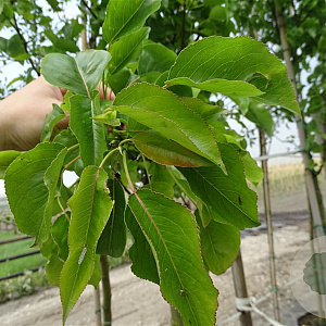 Pyrus calleryana 'Chanticleer' 8-10 cm container