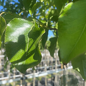 Pyrus calleryana 'Chanticleer' 10-12 HO container 