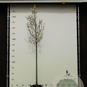 Pyrus calleryana 'Chanticleer' 10-12 HO container 