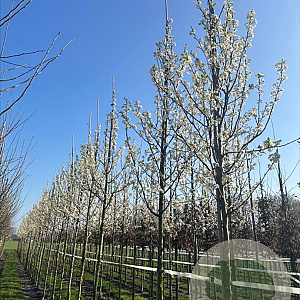 Pyrus calleryana 'Chanticleer' 16-18 HO draadkluit 3 X verplant