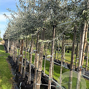 Pyrus salicifolia 6-8 HO container