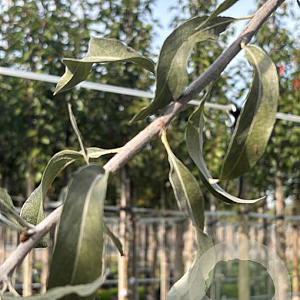 Pyrus salicifolia 6-8 HO container