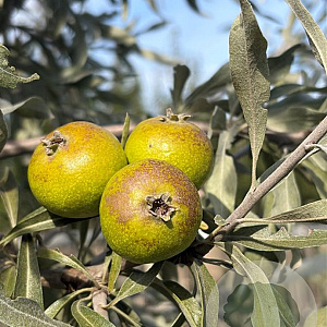 Pyrus salicifolia 6-8 HO container