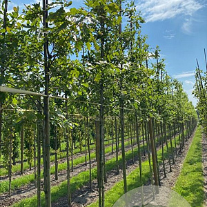 Quercus alba 10-12 HO draadkluit