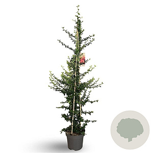 Pyracantha Saphyr Rouge 150-175 cm 12L