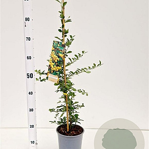 Pyracantha 'Soleil d'Or' 70-80 cm 2,5L
