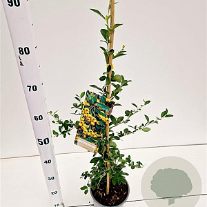Pyracantha 'Soleil d'Or' 70-80 cm 2,5L