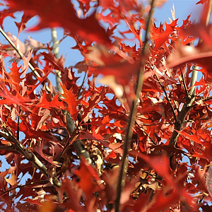 Quercus palustris 10-12 HO container 
