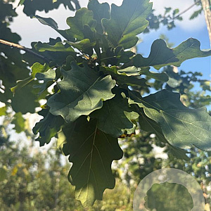 Quercus petraea 10-12 HO container 