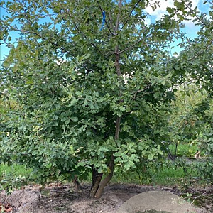 Quercus pubescens 175-200 cm draadkluit meerstammig