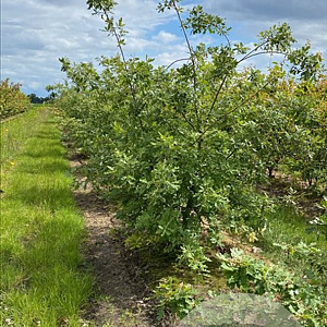 Quercus pubescens 175-200 cm draadkluit meerstammig