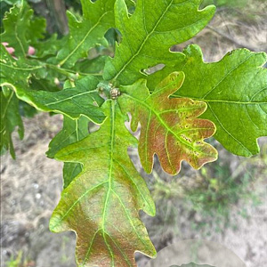 Quercus rob. 'Fastigiate Koster' 18-20 HO draadkluit geveerd verplant