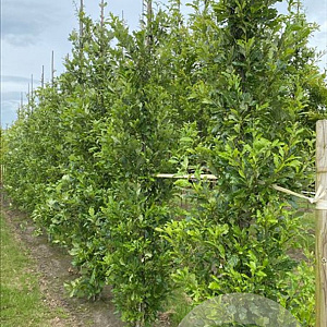 Quercus warei 'Nadler' 12-14 cm draadkluit geveerd