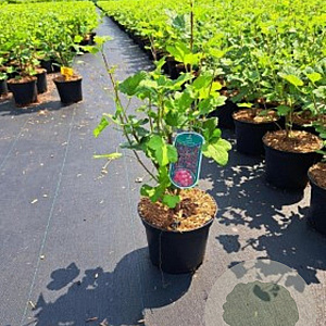 Ribes sang. 'King Edward VII' 80-100 cm 12L kegel