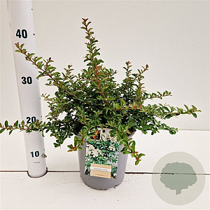 Pyracantha 'Teton' 30-40 cm 2,5L
