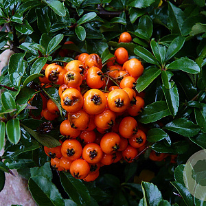 Pyracantha 'Teton' 30-40 cm 2,5L