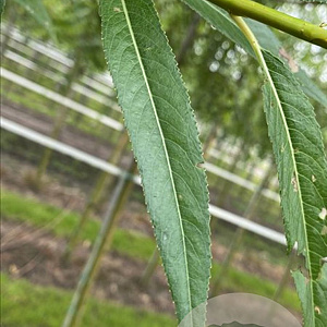 Salix alba 'Chermesina' 10-12 HO draadkluit