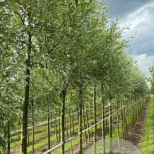 Salix alba 'Sericea' 18-20 HO draadkluit verplant