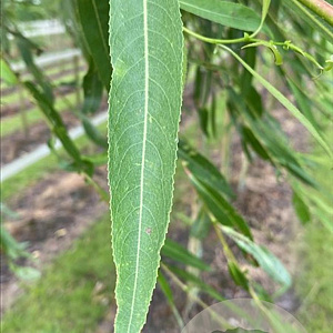 Salix babylonica 18-20 HO draadkluit verplant