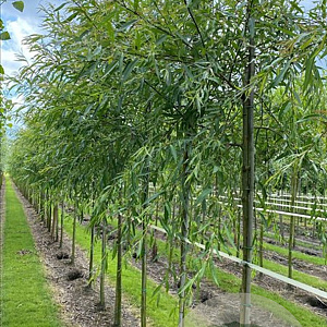 Salix babylonica 18-20 HO draadkluit verplant