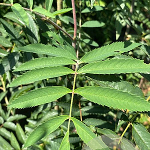 Sorbus aucuparia 250-300 cm draadkluit meerstammig 3-4 tak