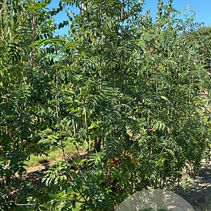 Sorbus aucuparia 250-300 cm draadkluit meerstammig 3-4 tak