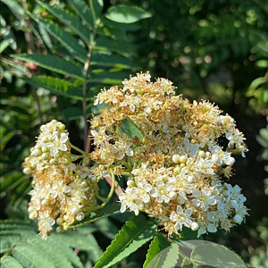 Sorbus aucuparia 12-14 HO container