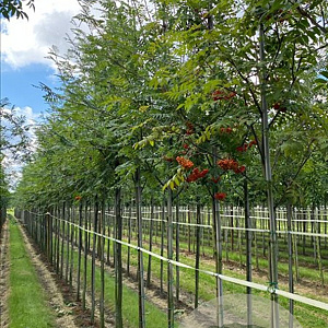 Sorbus aucuparia 14-16 HO draadkluit 3 X verplant