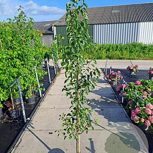 Pyrus calleryana 'Chanticleer' 200-225 cm 18L