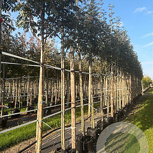 Sorbus auc. 'Sheerwater Seedling' 12-14 HO container